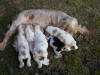 Australian Champion Goldtag Visionof Luv and her babies aged five weeks